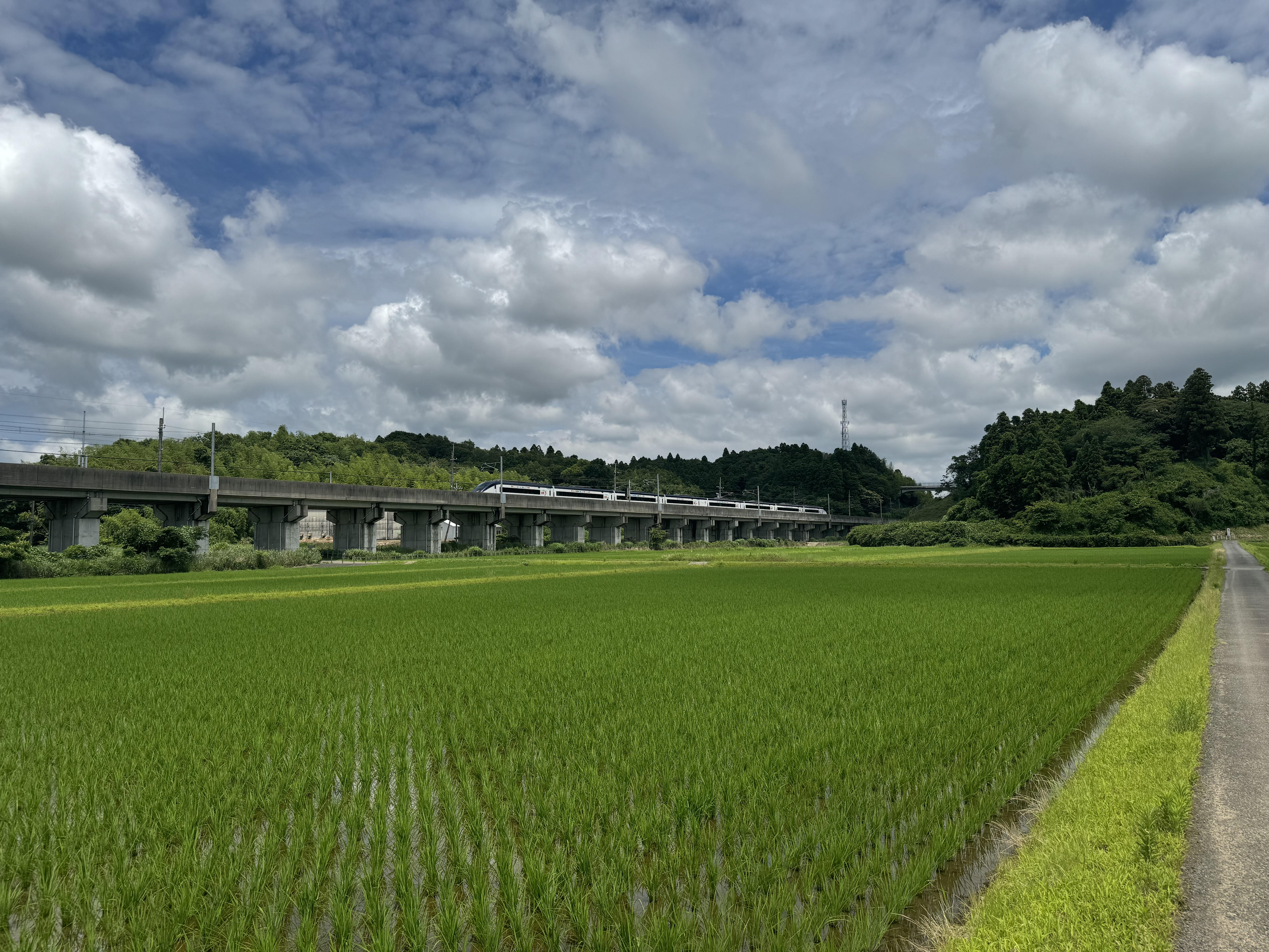 Train passing by rice field